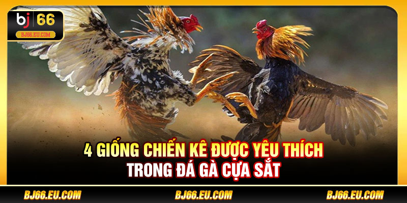 4 giống chiến kê được yêu thích trong đá gà cựa sắt