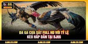 Đá gà cựa sắt