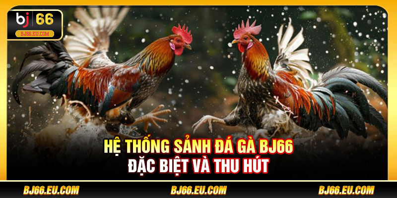 Hệ thống sảnh đá gà BJ66 đặc biệt và thu hút