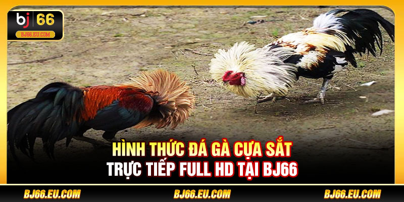 Hình thức đá gà cựa sắt trực tiếp Full HD tại BJ66