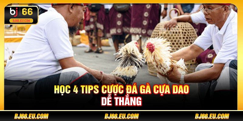 Học 4 tips cược đá gà cựa dao dễ thắng