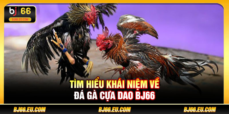 Tìm hiểu khái niệm về đá gà cựa dao BJ66